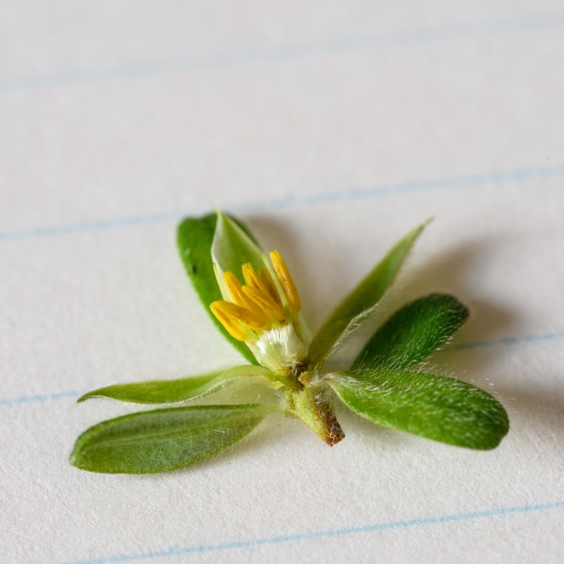 Hibbertia praemorsa