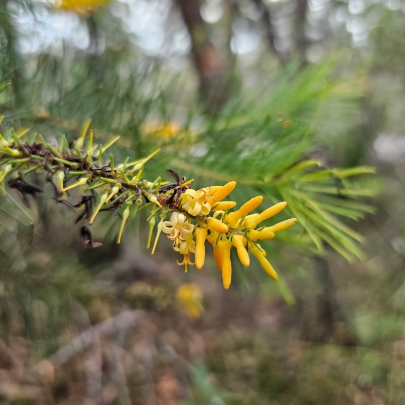 Persoonia pinifolia