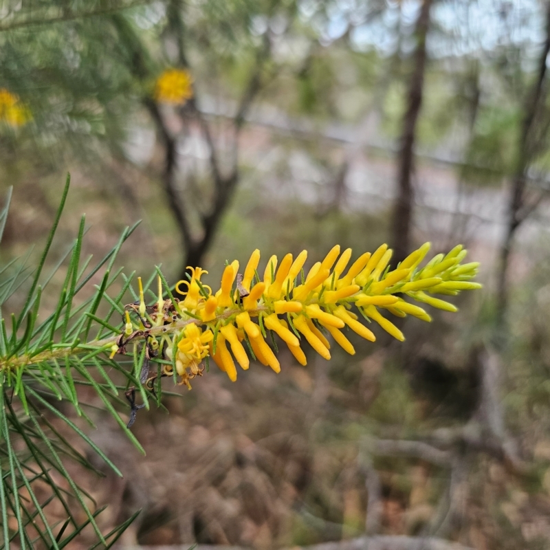 Persoonia pinifolia