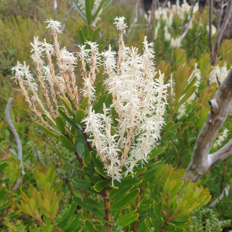 Agastachys odorata