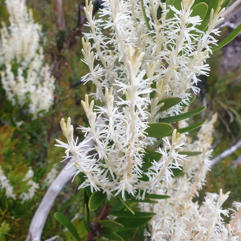 Agastachys odorata