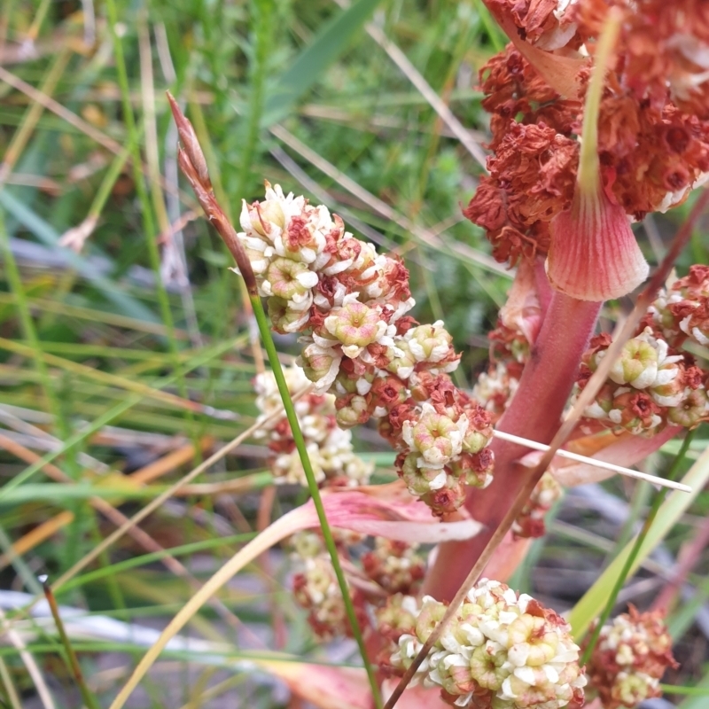 Dracophyllum milliganii