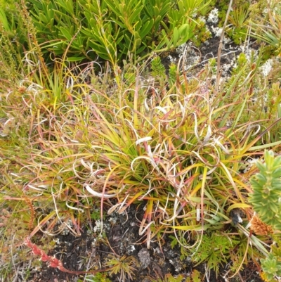 Dracophyllum milliganii