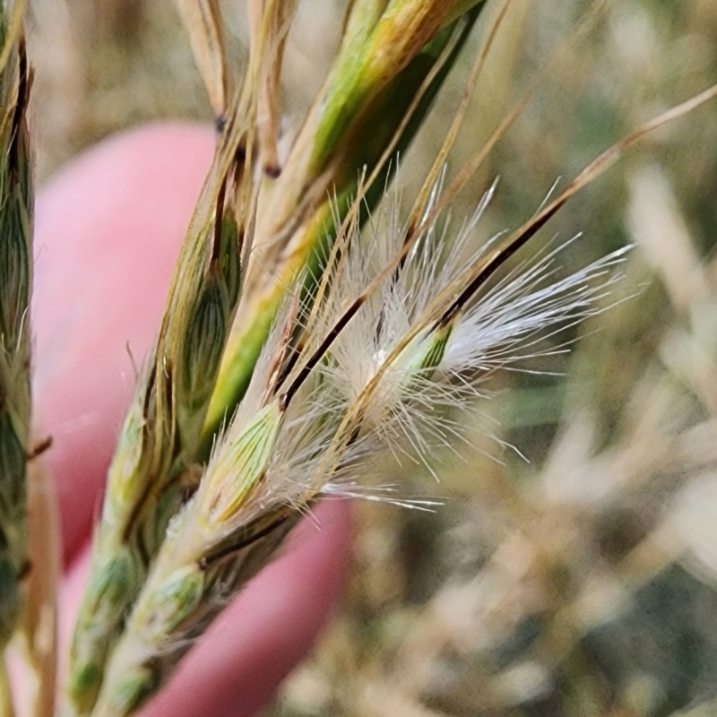 Cymbopogon sp.