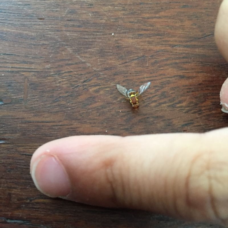 Bactrocera sp.