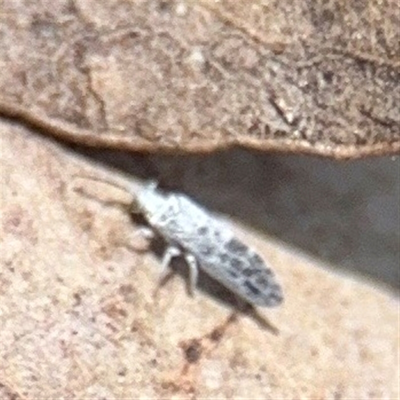 Heteroconis maculata