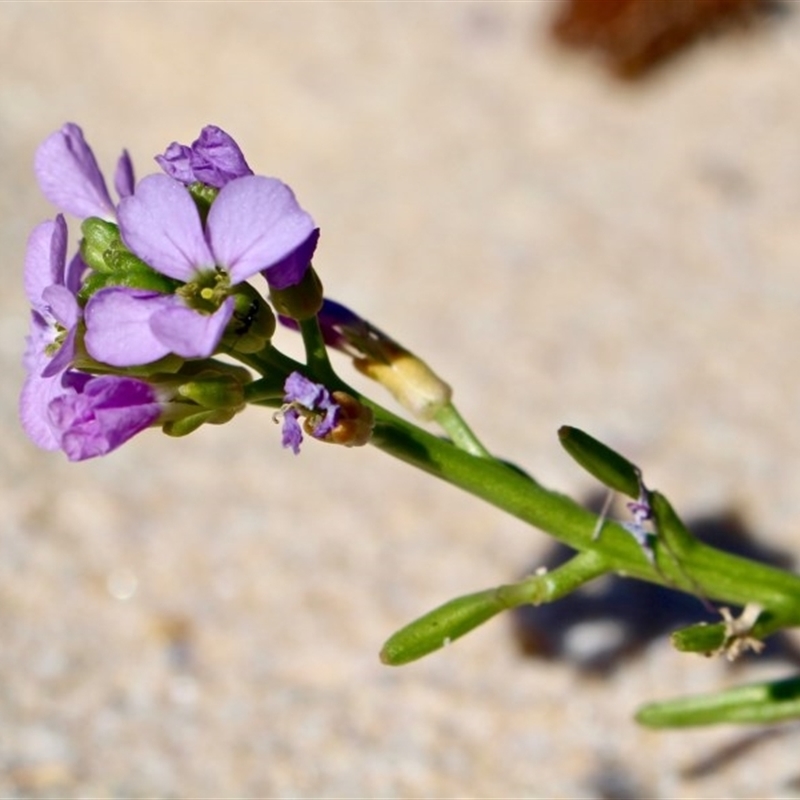 Cakile sp.