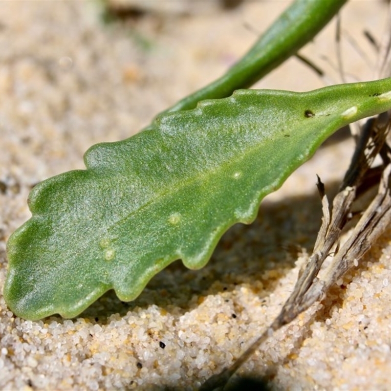 Cakile sp.