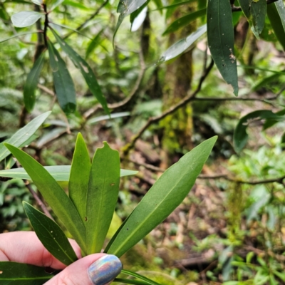 Tasmannia stipitata