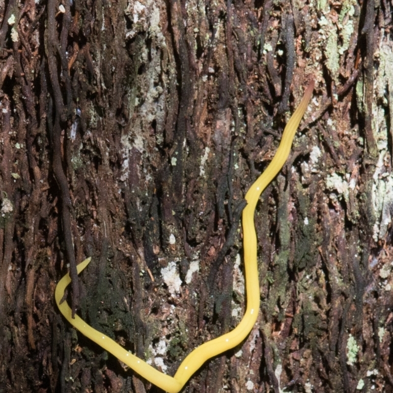 Fletchamia mediolineata