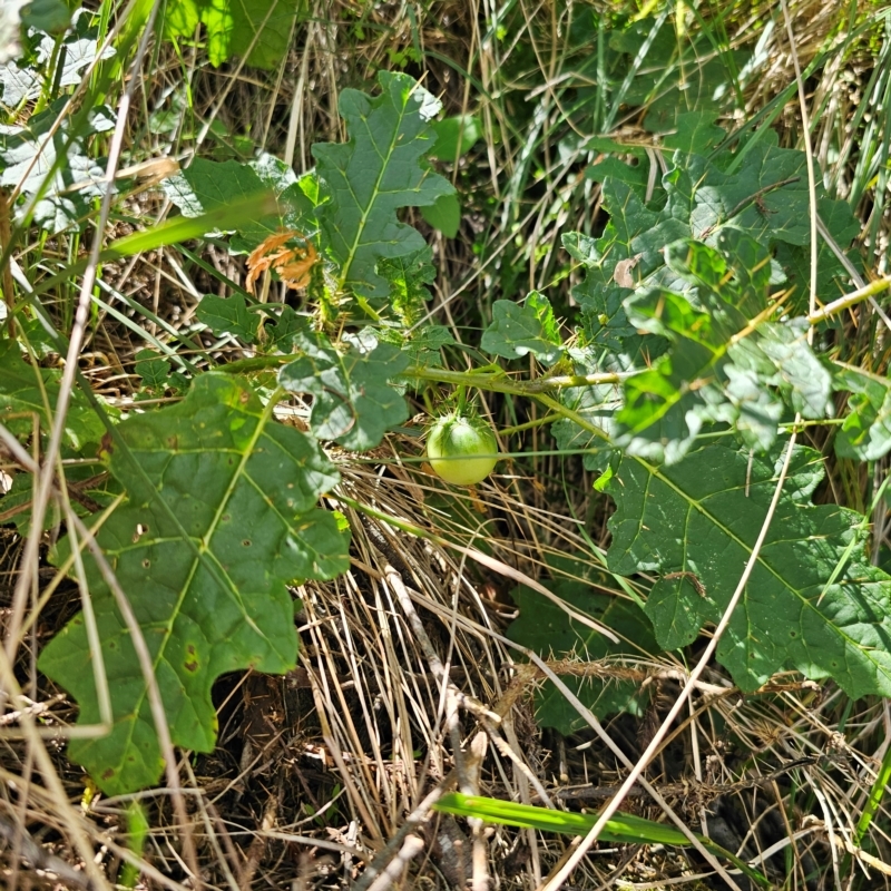 Solanum campanulatum