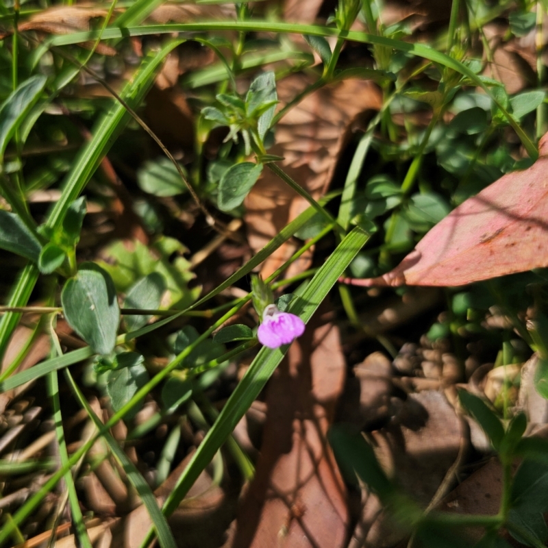 Rostellularia adscendens