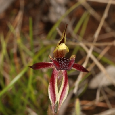 Caladenia actensis