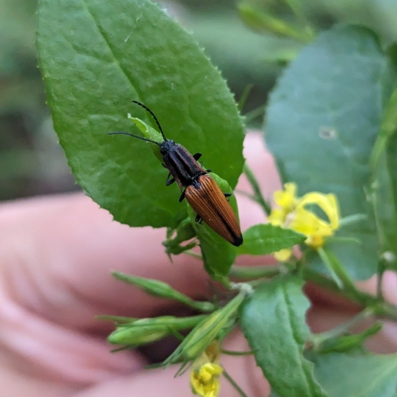 Elatichrosis trisulcata