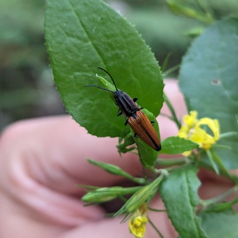 Elatichrosis trisulcata