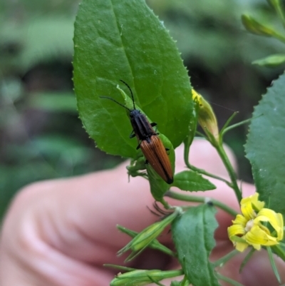 Elatichrosis trisulcata