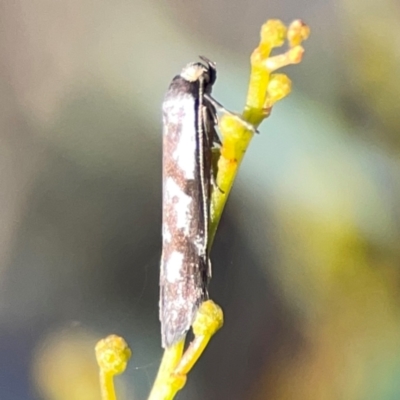 Myrascia (genus)