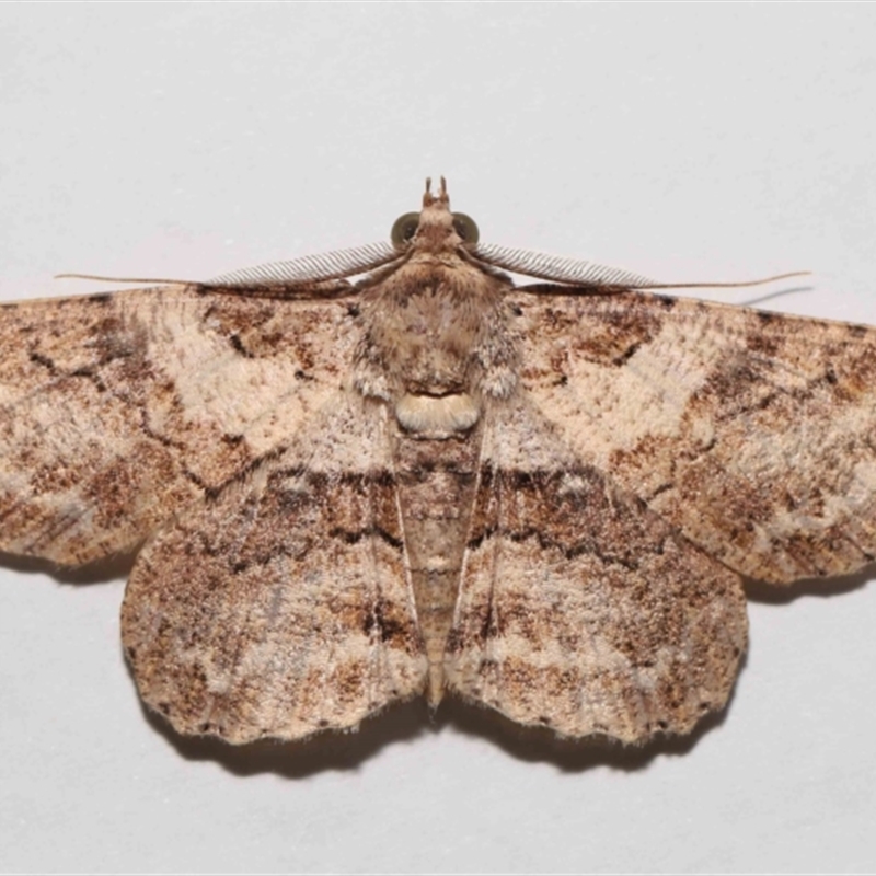 Cleora lacteata