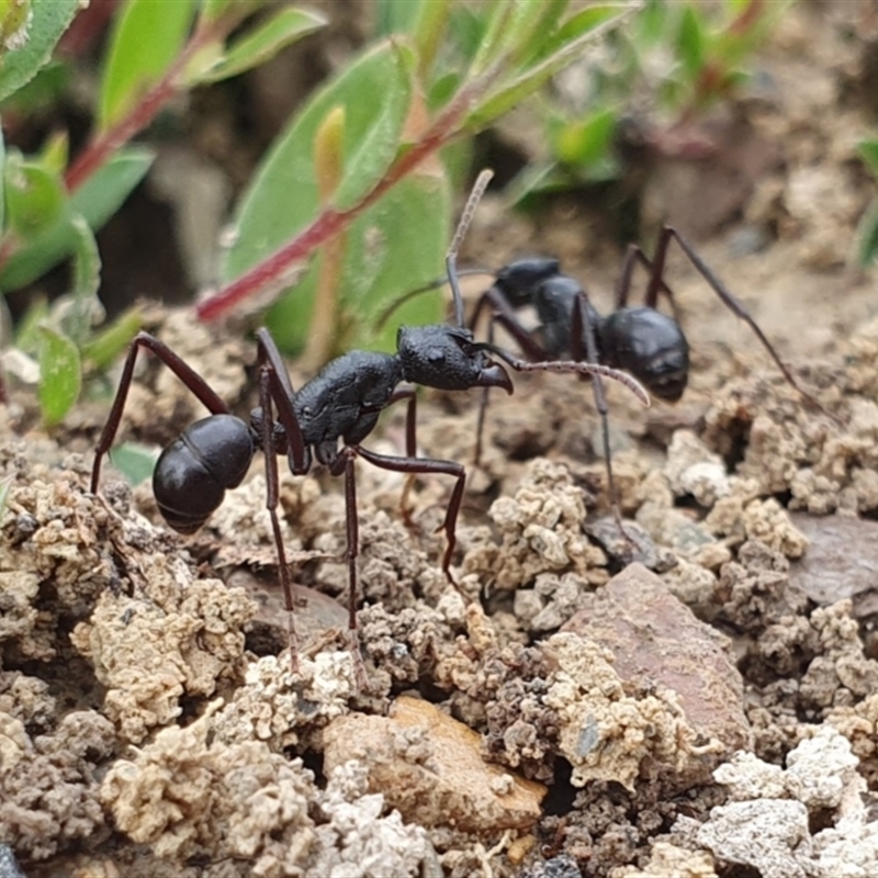 Rhytidoponera punctiventris