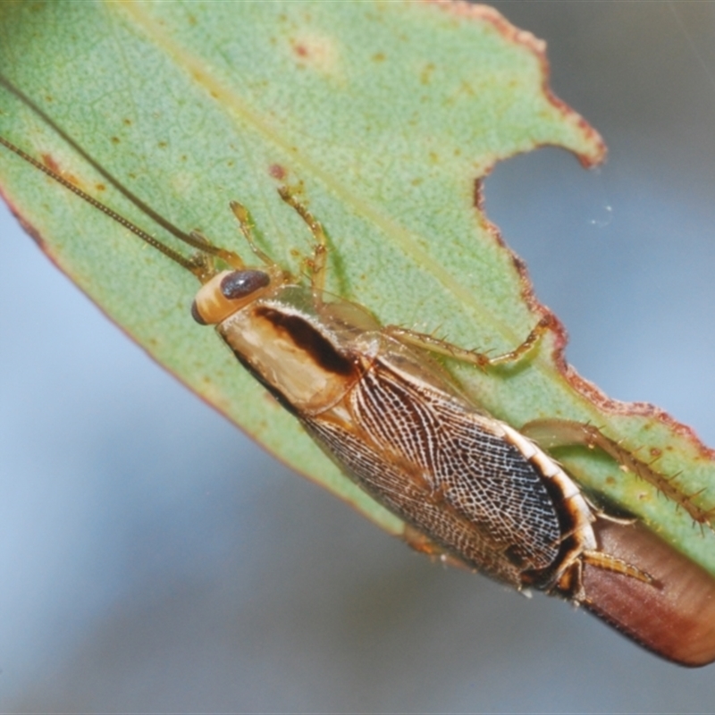 Balta sp. (genus)