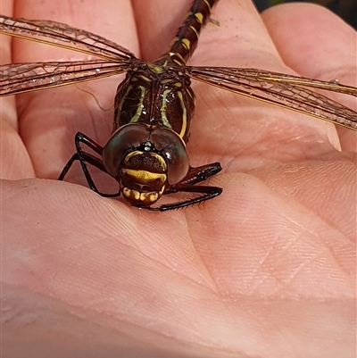 Austroaeschna sp. (genus)