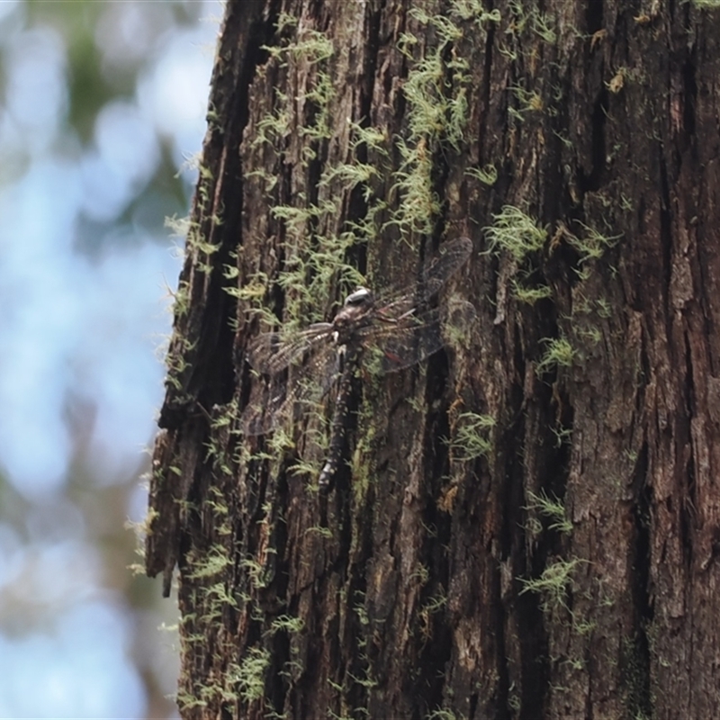 Austroaeschna sp. (genus)