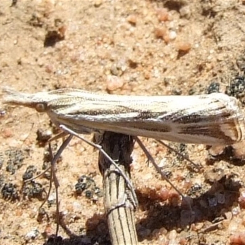 Hednota panteucha