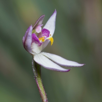 Caladenia alata