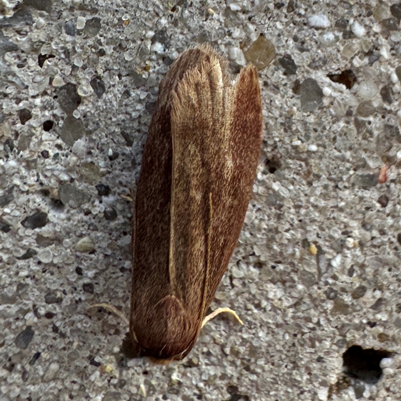 Achroia grisella