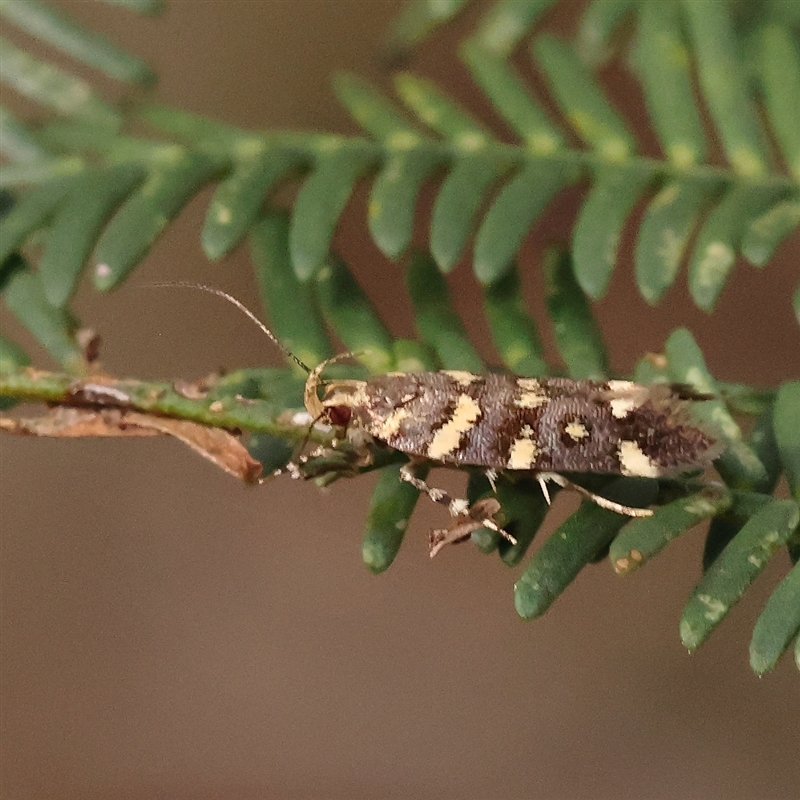 Macrobathra myriophthalma