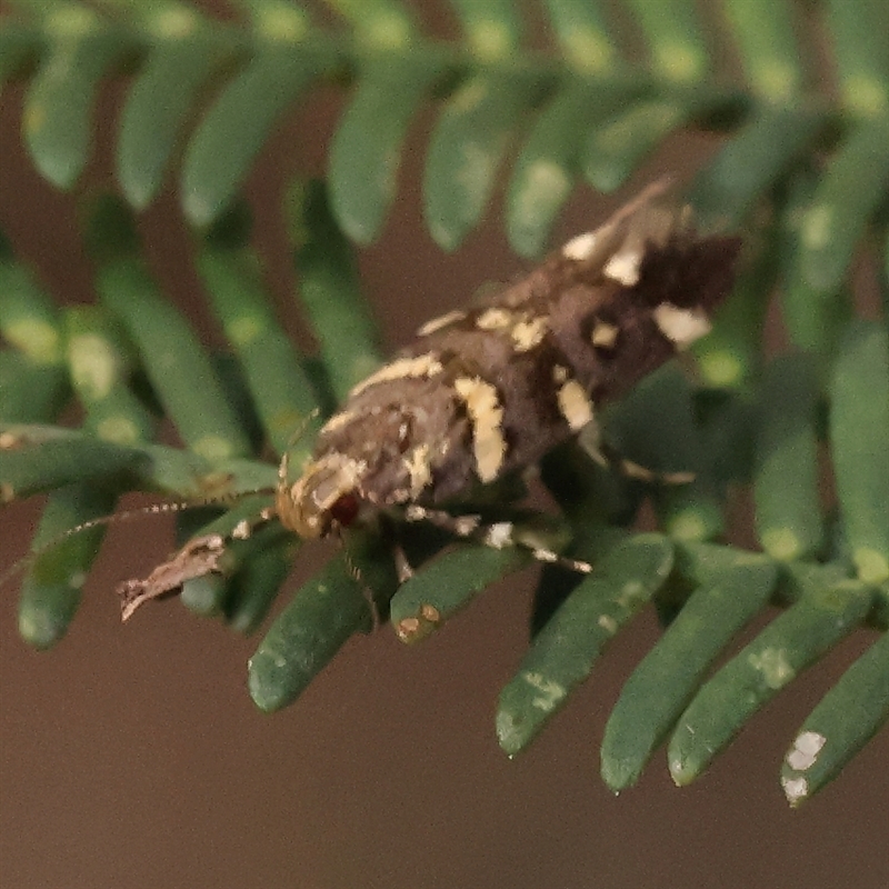 Macrobathra myriophthalma