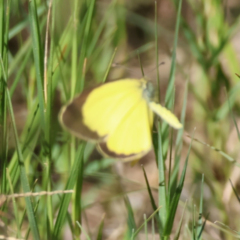 Eurema brigitta