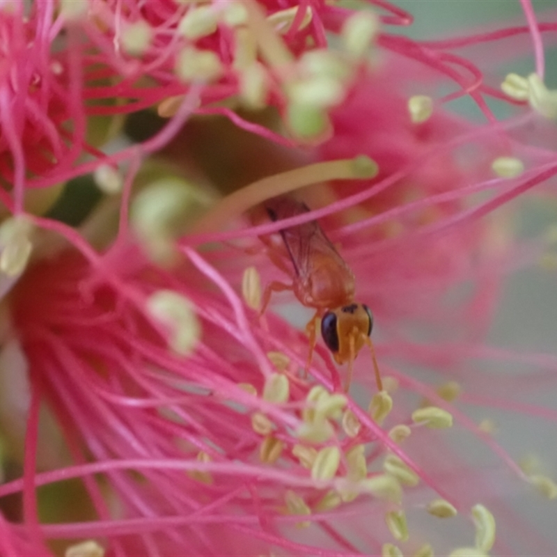 Hylaeus perrufus