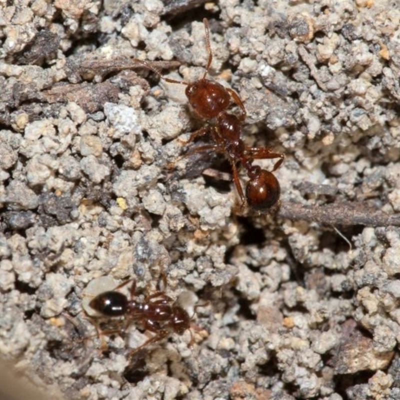 Solenopsis invicta