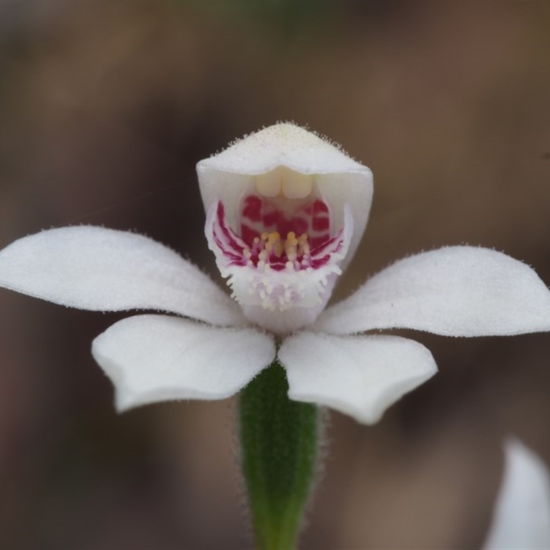 Caladenia alpina