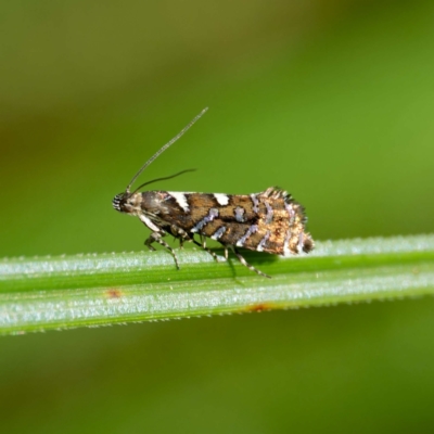 Glyphipterix amblycerella