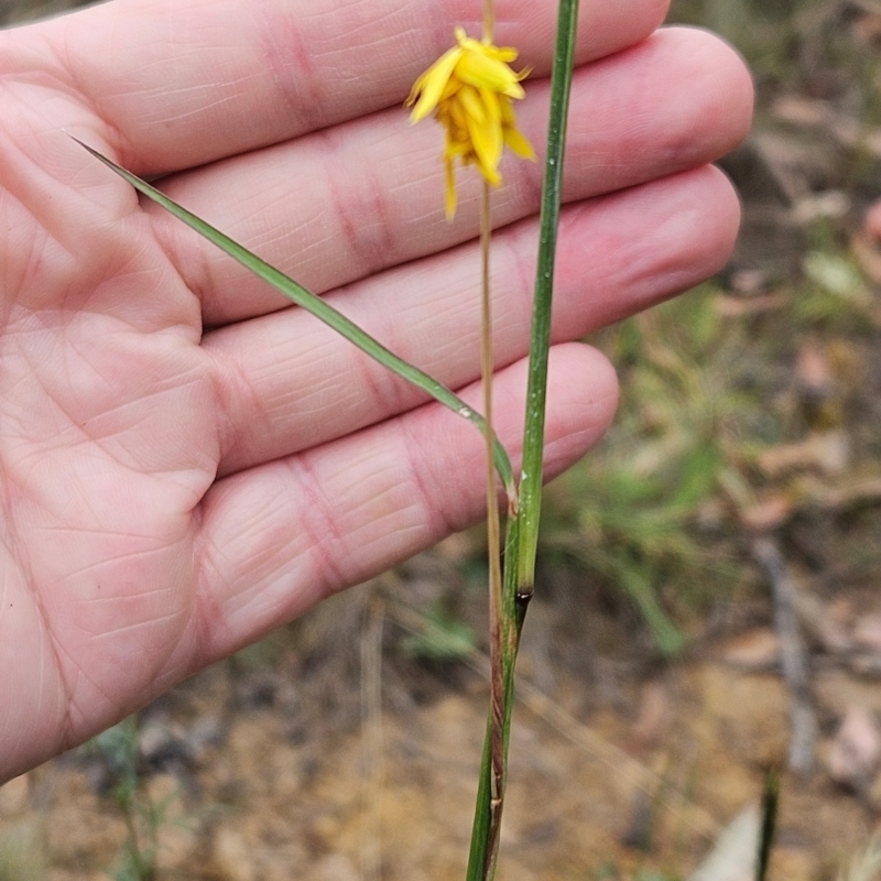 Heliocosma (genus - immature)