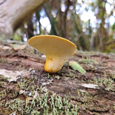 Fomitopsis maculatissima