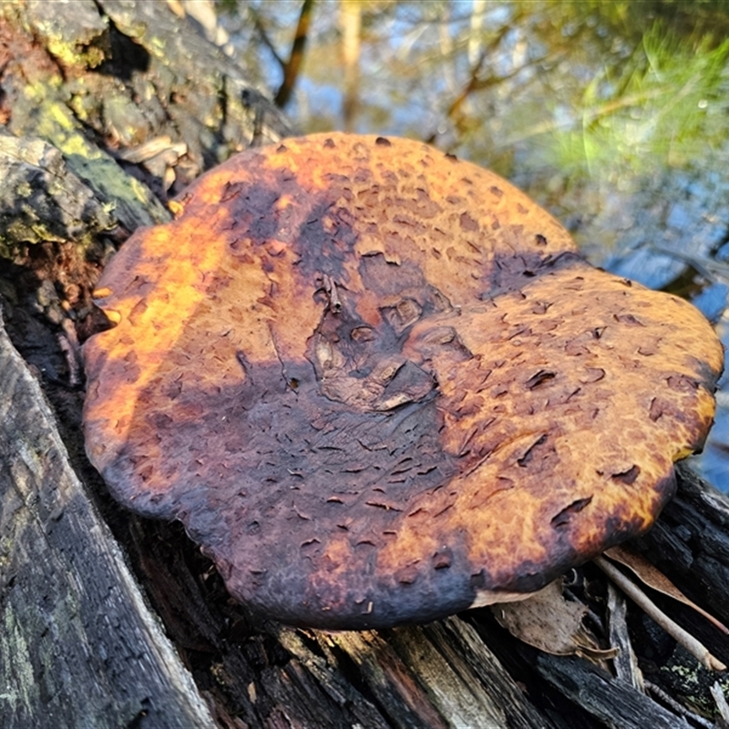 Fomitopsis maculatissima