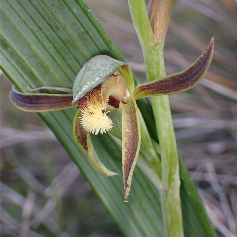 Lyperanthus serratus