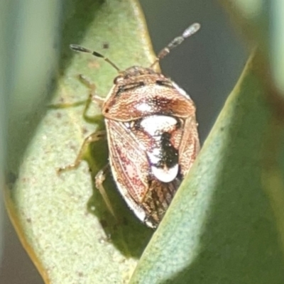 Menida plebeia