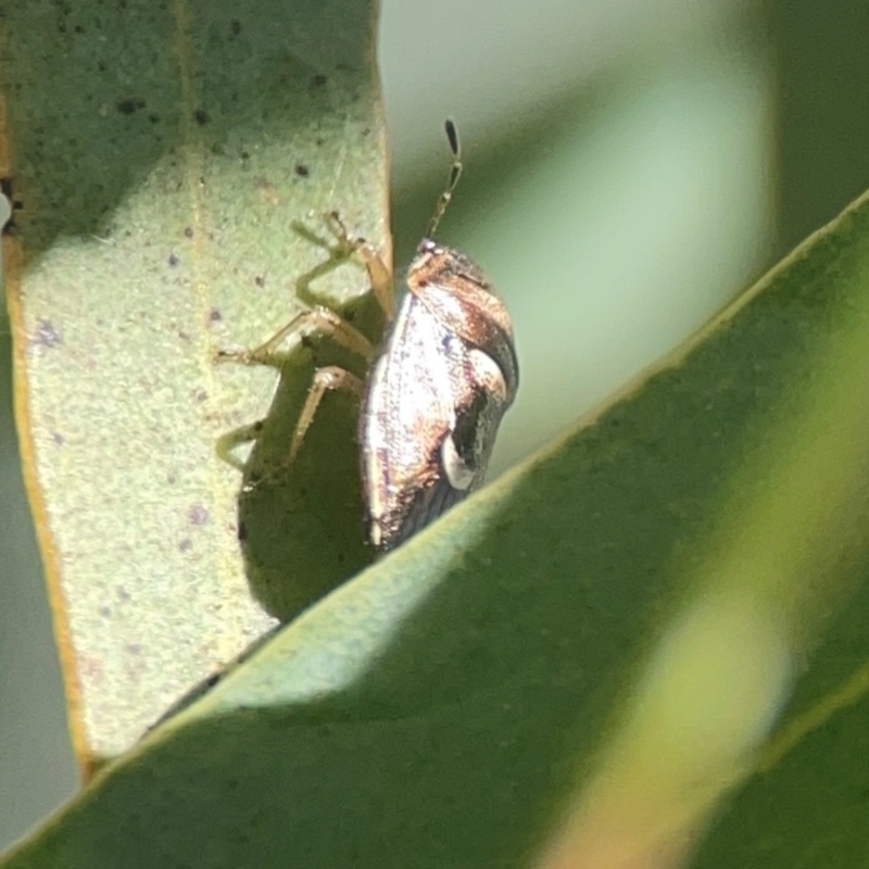 Menida plebeia