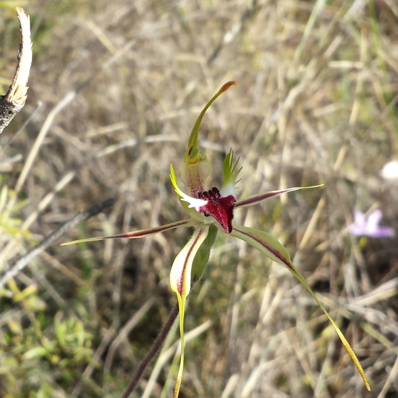 Caladenia atrovespa