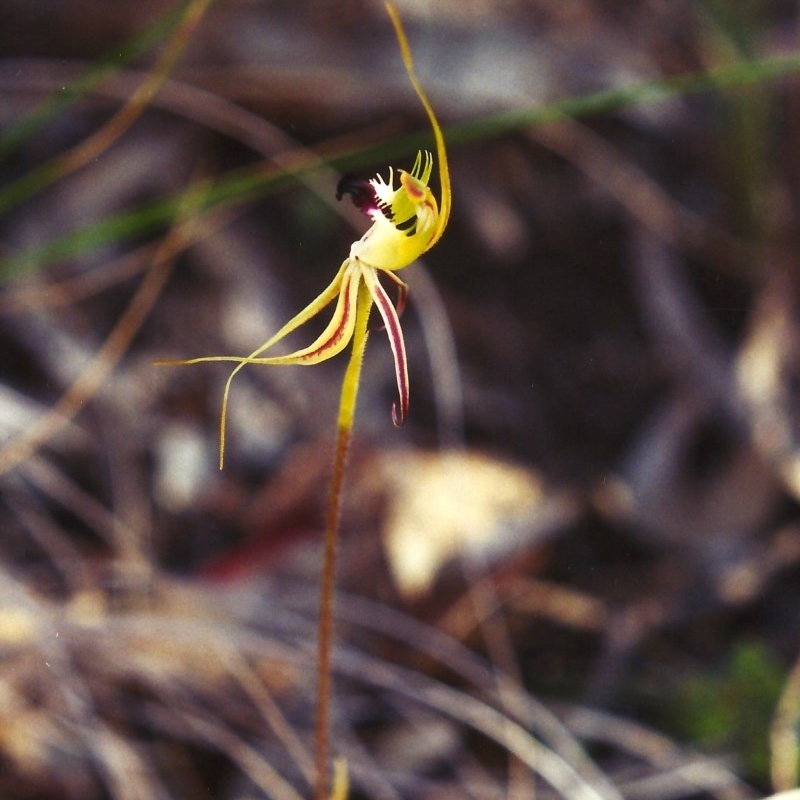 Caladenia atrovespa