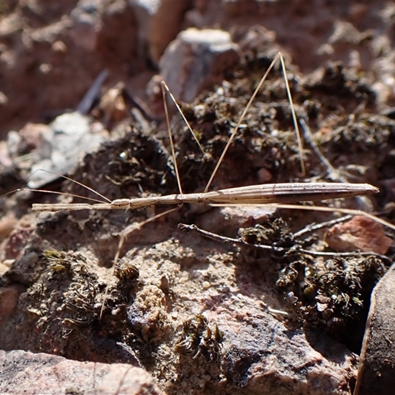 Pseudobargylia sp. (genus)
