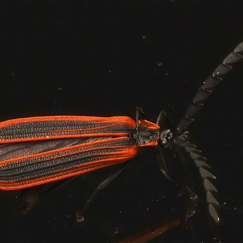 Trichalus ampliatus