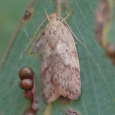 Oligoloba severa