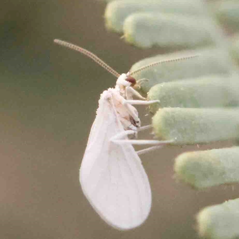 Coniopteryx (Xeroconiopteryx) maculithorax