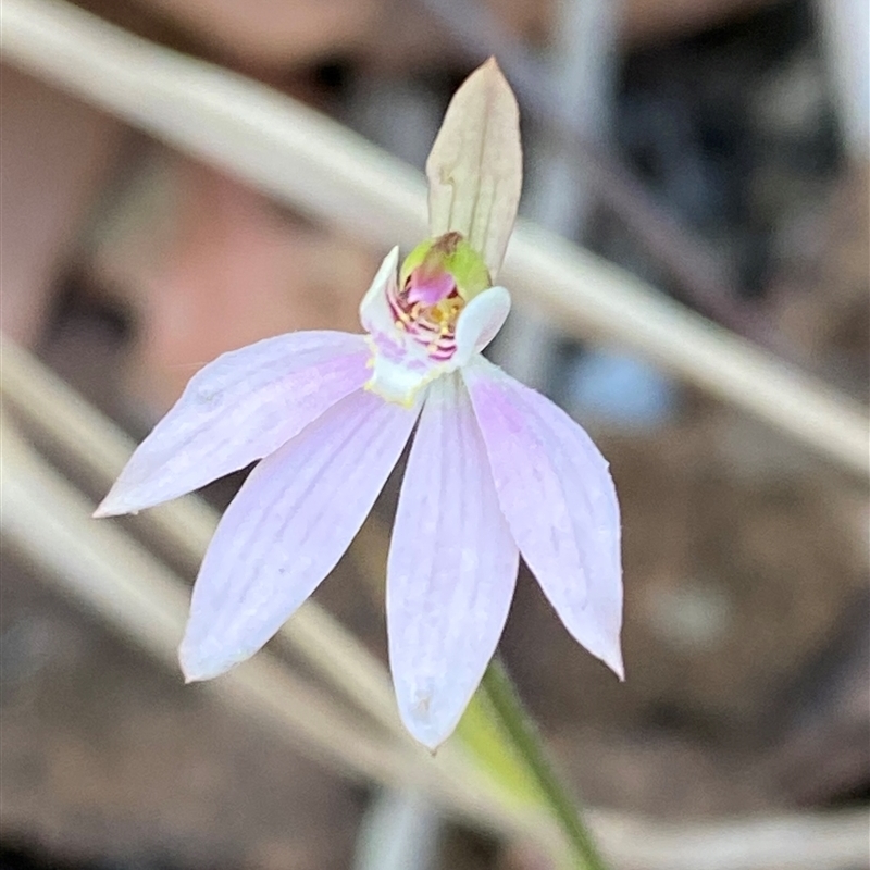 Caladenia carnea