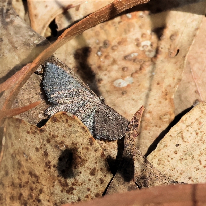 Chrysolarentia microcyma